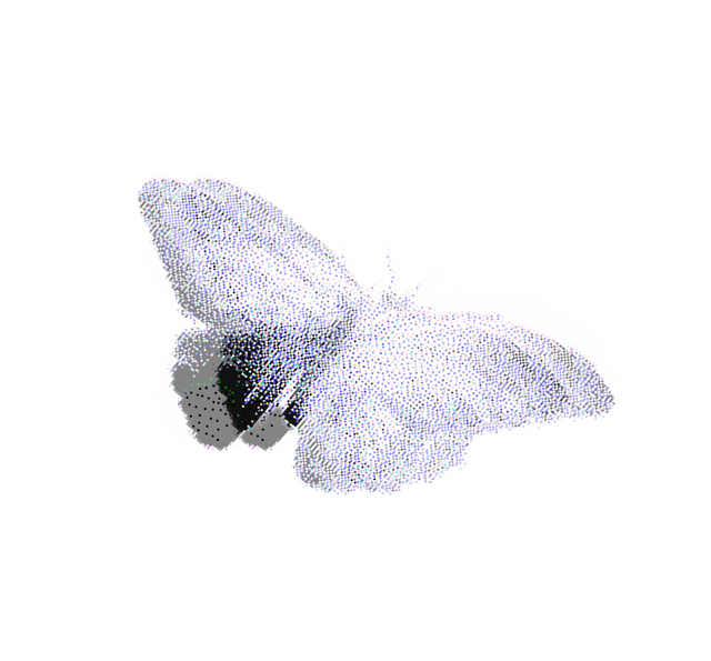 butterfly